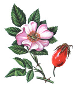 Acerola (Vitamina C naturala): beneficii, semnele deficienței.